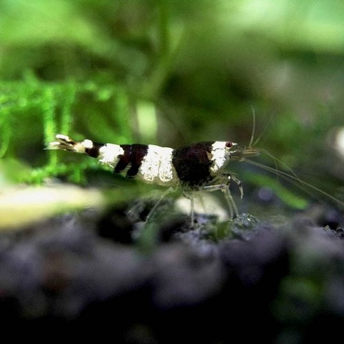 Caridina cf Cantonensis - Tigergarnele (1.5-2 cm)